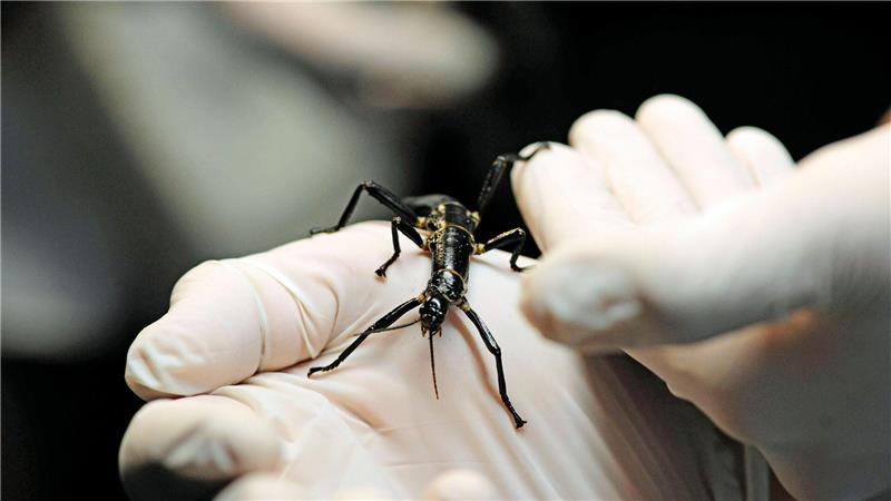 Extrem seltenes Insekt: Prager Zoo zeigt Baumhummer Im Zoo in Prag ist ein neuer Pavillon für eine der seltensten Insektenarten, den australischen Baumhummer, eröffnet worden.