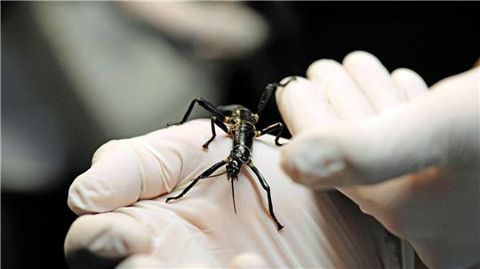 Im Zoo in Prag ist ein neuer Pavillon für eine der seltensten Insektenarten, den australischen Baumhummer, eröffnet worden. 