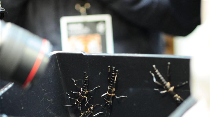 Extrem seltenes Insekt: Prager Zoo zeigt Baumhummer Im Zoo in Prag ist ein neuer Pavillon für eine der seltensten Insektenarten, den australischen Baumhummer, eröffnet worden.