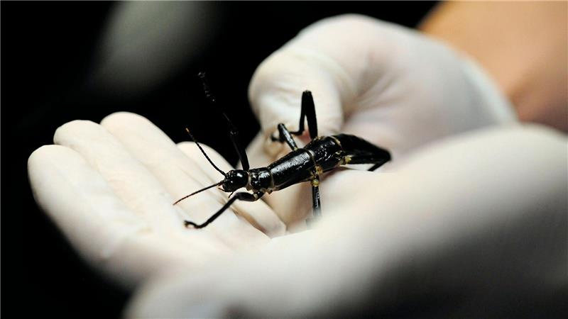 Extrem seltenes Insekt: Prager Zoo zeigt Baumhummer Im Zoo in Prag ist ein neuer Pavillon für eine der seltensten Insektenarten, den australischen Baumhummer, eröffnet worden.
