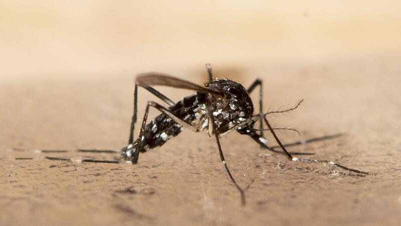 EU lässt Impfstoff gegen gefährliches Tropenvirus zu Im Zuge des Klimawandels haben sich nach Expertenangaben auch in Deutschland Populationen der Asiatischen Tigermücke etabliert.
