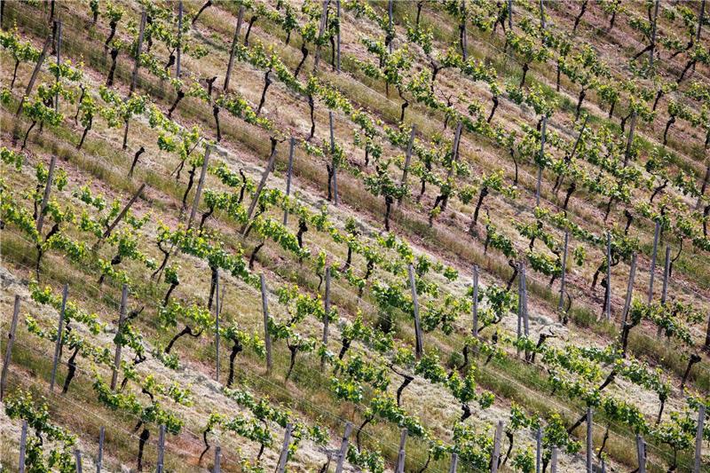 «Im biologischen Weinanbau steht das Ziel im Vordergrund, ein ausbalanciertes Ökosystem Weinberg zu erhalten und die Biodiversität zu fördern», erläutert Weininstituts-Sprecher Ernst Büscher (Archivbild).