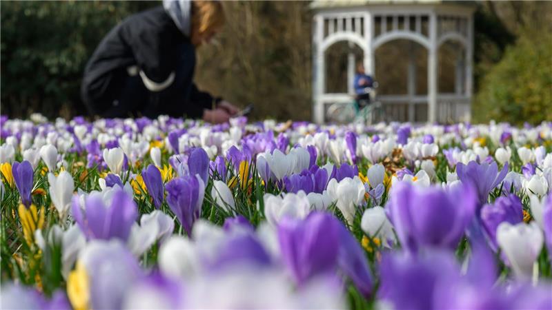 Im ersten meteorologischen Frühlingsmonat blühten auch die Krokusse. (Archivbild) 
