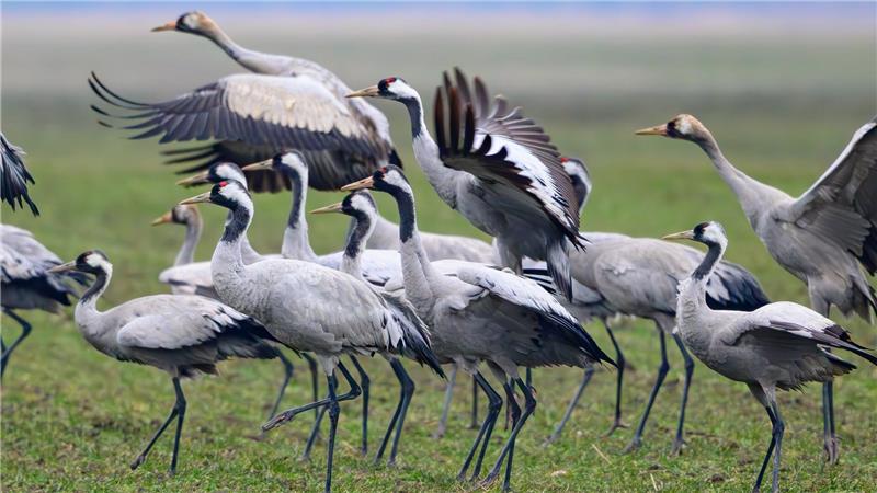Im vergangenen Herbst sind viele Kraniche an der Vogelgrippe gestorben. (Archivbild)
