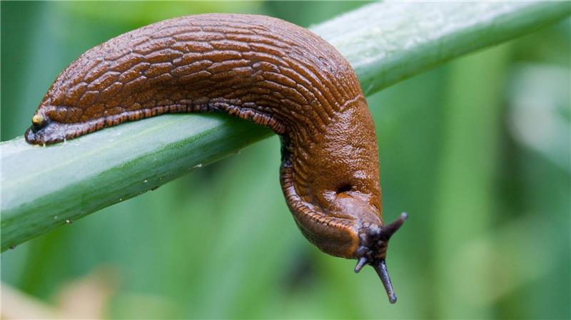 Hobbygärtner atmen auf: Der Superschnecke ist es zu trocken Im vergangenen Jahr dominierte sie viele Diskussionen auf Gartenplattformen: Arion vulgaris. (Archivbild)