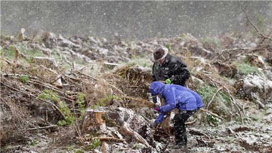 Im vergangenen Jahr kam Ende April noch einmal der Winter zurück. Dennoch beteiligten sich Stefanie und Jürgen Hebestriet an der Aktion und pflanzten zwischen Braunlage und Elend Bäume.
