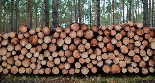 Im vergangenen Jahr wurde in deutschen Wäldern 78,7 Millionen Kubikmeter Holz eingeschlagen.