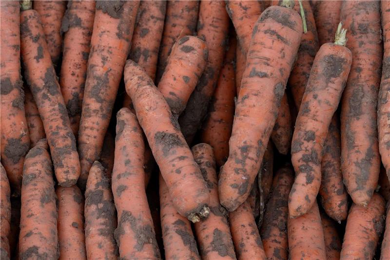 Im vergangenen Jahr wurden in Deutschland 3,9 Millionen Tonnen Gemüse geerntet.