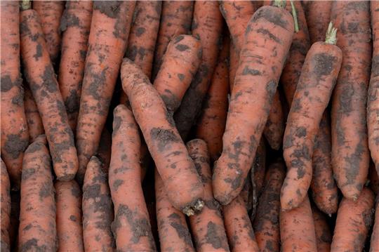 Im vergangenen Jahr wurden in Deutschland 3,9 Millionen Tonnen Gemüse geerntet.