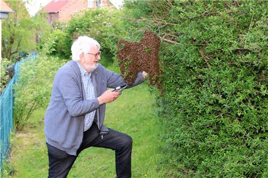 Imker Ulrich Rosenthal kümmert sich schnell und ohne Angst vor Stichen um das noch heimatlose Bienenvolk. Foto: Leifeld