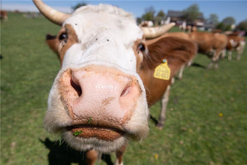 Immer mehr Höfe setzen auf ökologische Tierhaltung.