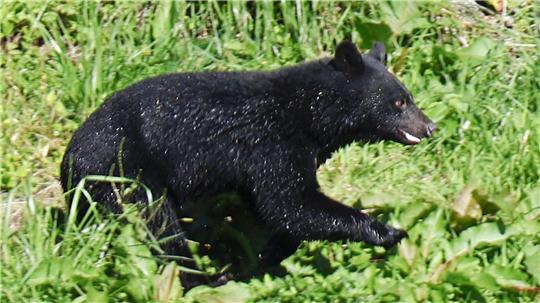 Immer mehr Menschen werden in Japan von Bären angegriffen. (Archivbild)