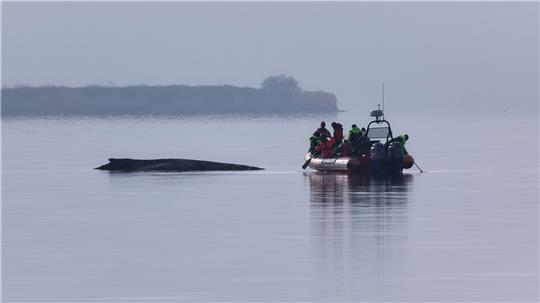 Immer wieder hatten sich Meeresschützer ein Bild vom Zustand des Wals gemacht.