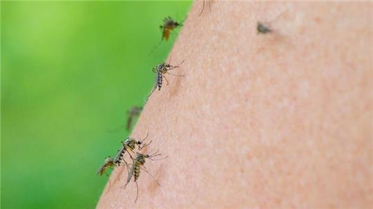 Immer wieder heißt es, Stechmücken würden süßes Blut mögen - stimmt das?
