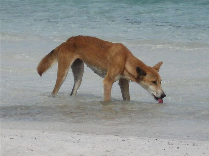 Deutscher auf australischer Trauminsel von Dingo attackiert Immer wieder kommt es zu Zwischenfällen mit Dingos.