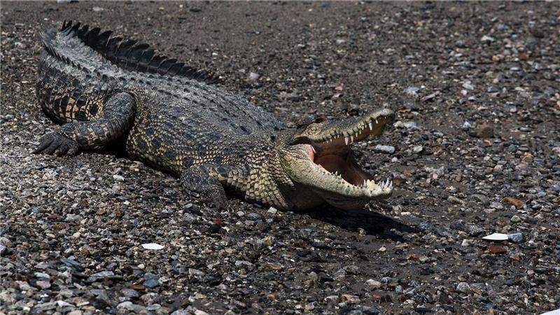 Krokodil gegen Mensch in Indonesien Immer wieder werden Fischer und Anwohner Opfer von Krokodilen.
