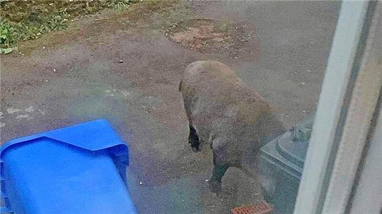 Immer wieder zieht es die Wildschweine in die Gärten in St. Andreasberg. Im vergangenen Jahr warfen sie dabei auch Mülltonnen um.