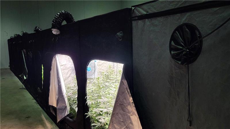 Goslarer Cannabis-Club wächst und sieht noch Potenzial In 40 Zelten wachsen die Cannabis-Pflanzen.