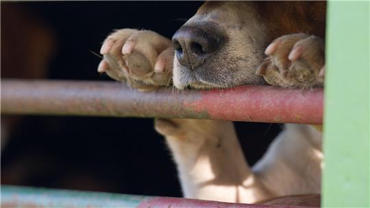 In Absprache mit dem Veterinäramt war der Hund in die Quarantänestation eines Tierheims gebracht worden. (Symbolbild)