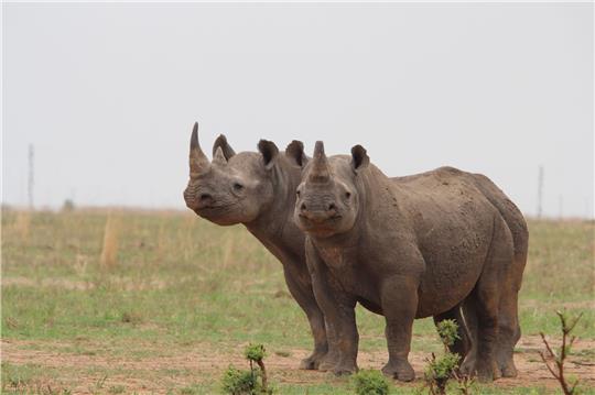 In Afrika hat sich die Nashorn-Population wieder erholt.