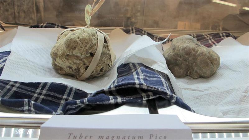 In Alba beginnt die traditionelle Trüffelmesse. (Archivbild)