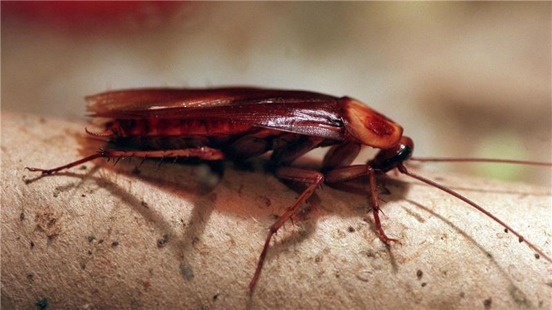 In Altenburg können Patenschaften für Kakerlaken übernommen werden. (Archivbild)