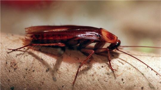 In Altenburg können Patenschaften für Kakerlaken übernommen werden. (Archivbild)