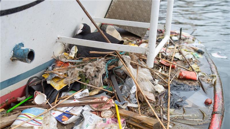 Verpackungen von 1994 - Blässhühner recyceln Plastik In Amsterdam bauen Blässhühner ihre Nester auch auf menschengemachte Untergründe - und mit menschengemachtem Plastik.