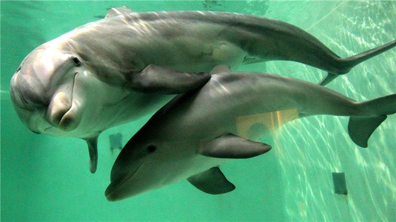 Delfine gestört: Jetski-Fahrern droht hohe Geldbuße In Australien müssen Jetski-Fahrer großen Abstand zu Meeressäugern halten. (Symbolbild)