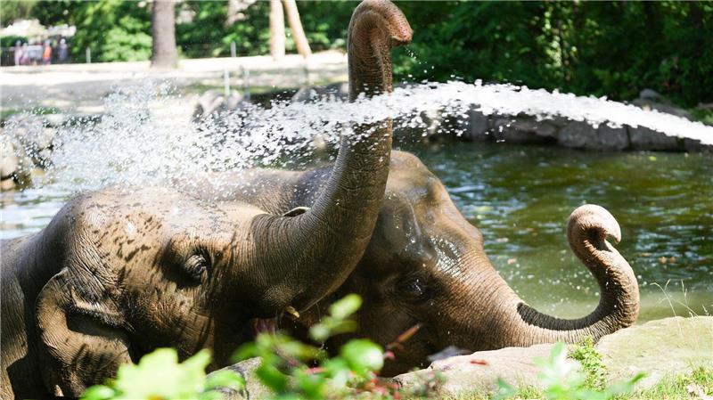 In Berlin: Gegen die Gluthitze: Tierpfleger sorgt mit Schlauch für eine Wasserparty bei zwei Elefanten