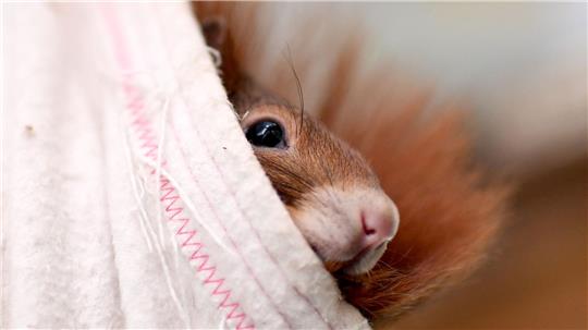 In Braunschweig hat sich ein Eichhörnchen verklettert und musste von der Feuerwehr befreit werden. (Symbolbild)