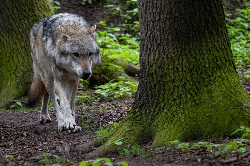 Bremen: DNA-Test bestätigt Wolfssichtung In Bremen war im Oktober ein Wolf gesichtet worden. (Symbolbild)