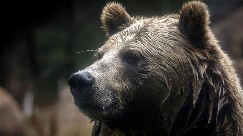 In British Columbia in Kanada gab es Verletzte beim Angriff eines Grizzlybärs auf eine Schulklasse. (Symbolbild)