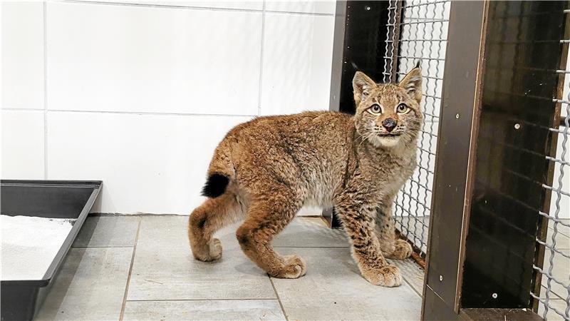 Erwischt: Hungriger Jungluchs reißt fünf Hühner In Clausthal- Zellerfeld eingefangen: ein knapp ein halbes Jahr alter verwaister Jungluchs. Foto: Ole Anders