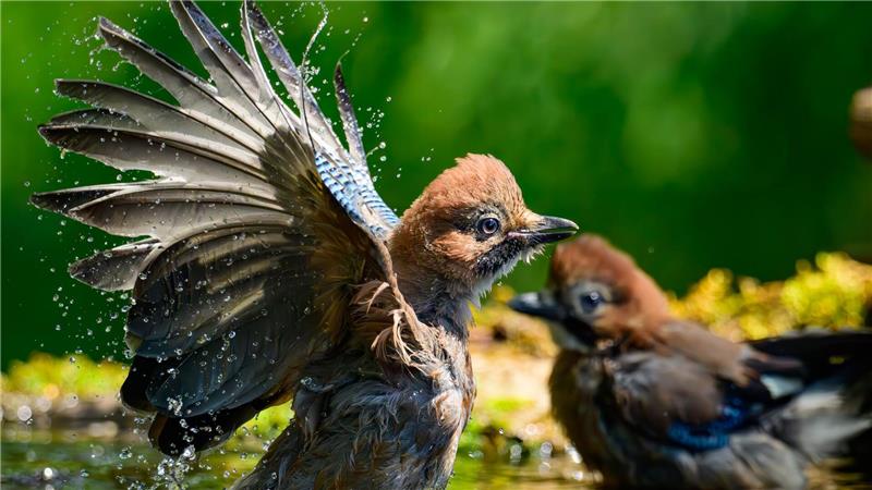 In Deutschland: Mit kräftigem Flügelschlag ins Nass – junger Eichelhäher gönnt sich Abkühlung am Sommertag