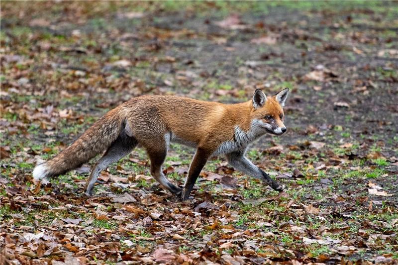 Vogelgrippe-Virus in Deutschland bei Füchsen nachgewiesen In Deutschland gibt es die ersten Nachweise des Vogelgrippe-Virus H5N1 bei Füchsen.