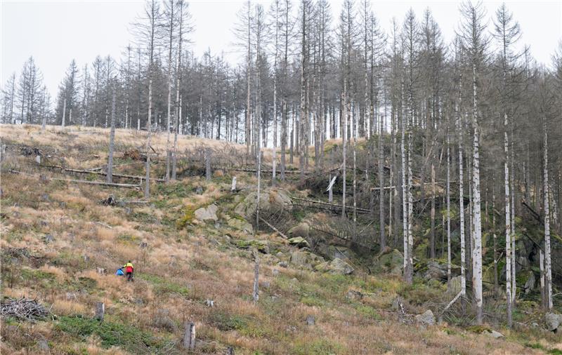 Heinz Hoenig spendet „Gefragt-Gejagt“-Gewinn für Harz-Bäume In Fichtenwäldern im Harz, in denen der Borkenkäfer für massives Waldsterben gesorgt hat, werden tausende neue Bäume angepflanzt. Foto: Julian Stratenschulte/dpa