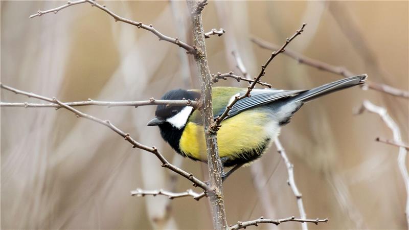 In Gärten und Parks lassen sich im Winter oft Kohlmeisen beobachten. (Symbolbild)