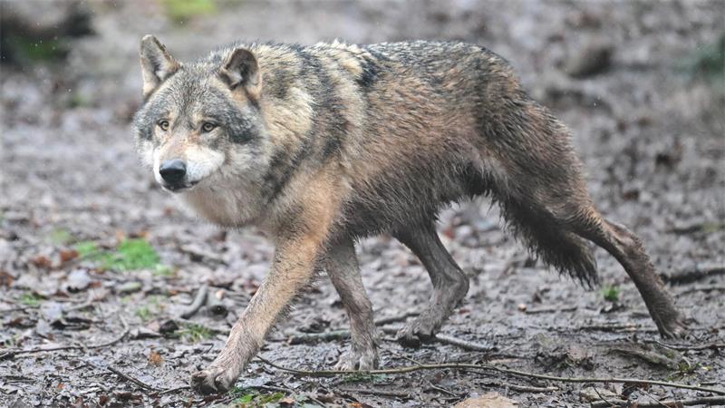 In Griechenland leben Schätzungen zufolge rund 1000 Wölfe. 