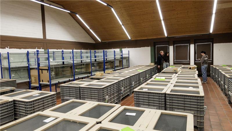 In Großboxen werden im NRW-Artenschutzzentrum in Metelen rund 160 Feldhamster für die Zucht gehalten. 