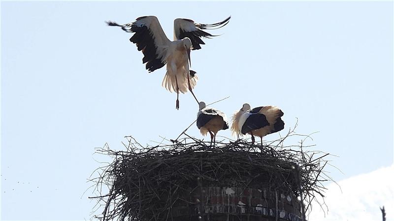Drei sich streitende Störche 