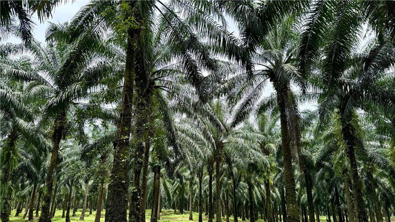 An vorderster Front: Indigene im Klimawandel In Indonesien werden riesige Waldgebiete wegen des weltweiten Palmöl-Booms abgeholzt.