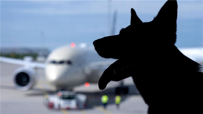 In Italien sind große Hunde an Bord von Flugzeugen nun erlaubt. (Symbolbild)