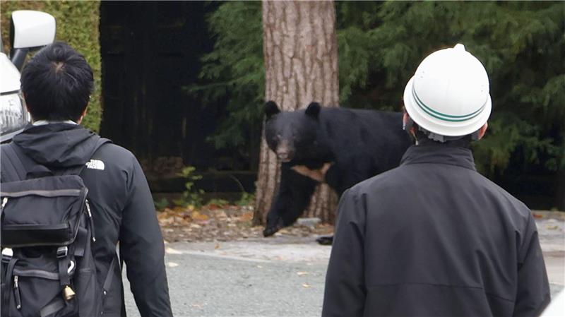 In Japan kommt es seit Jahren vermehrt zu gefährlichen Begegnungen zwischen Bären und Menschen. So wie hier in der Präfektur Iwate. In Fukushima hat nun ein Schwarzbär mehrere Menschen angegriffen. (Archivbild) 