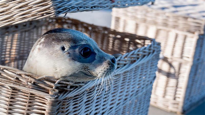 In Körben werden die Seehunde auf die Insel Juist gebracht. 