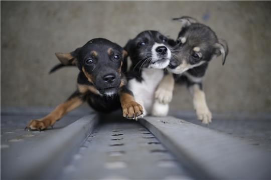 In Lüttgenrode wurden mehrere tote Hunde in einem Regenrückhaltebecken entdeckt. Symbolfoto: dpa