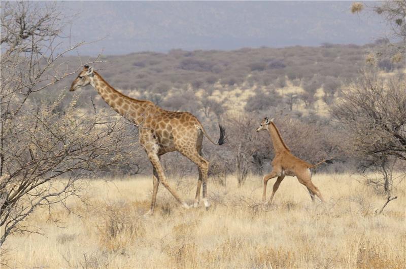Seltenes Giraffenbaby ohne Flecken in Namibia gesichtet In Namibia ist dises Giraffenbaby (r) ohne Flecken in freier Wildbahn gesichtet worden.