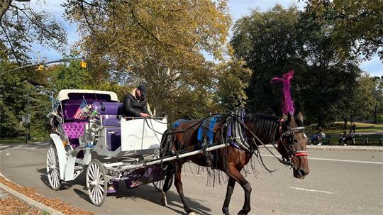 In New York können Touristen bald nicht mehr mit Pferdekutschen durch den Central Park fahren. 