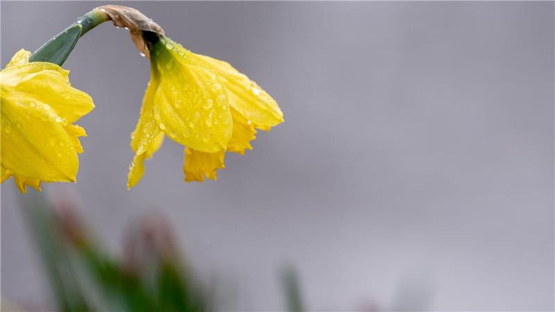 In Niedersachsen ist das Wetter zum Märzende von Regen und Wolken geprägt. (Archivbild)