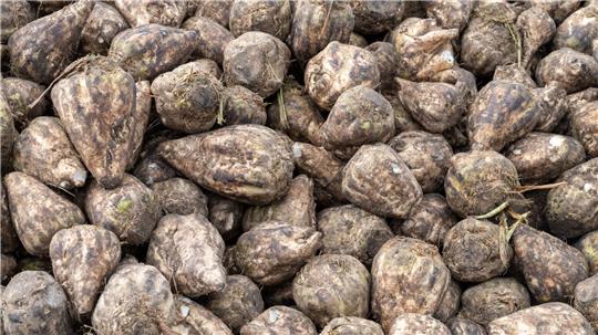 In Niedersachsen ist die Zuckerrübenernte abgeschlossen. (Archivbild)